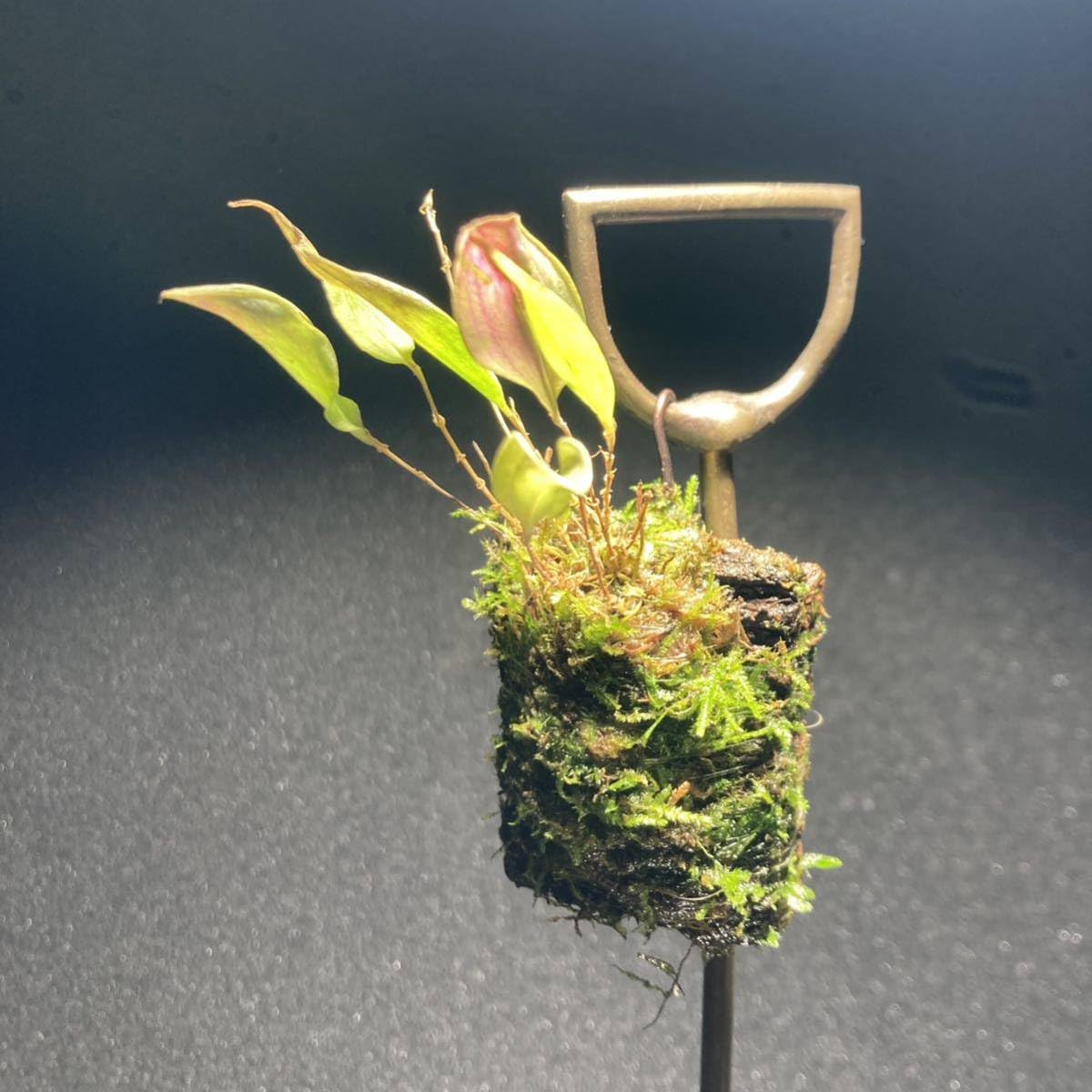 Lepanthes lucifer レパンテス 希少 レアパルダリウムエクアドル